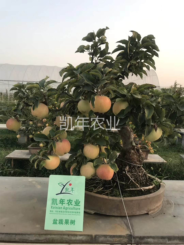 產品名稱