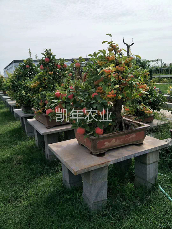 產品名稱